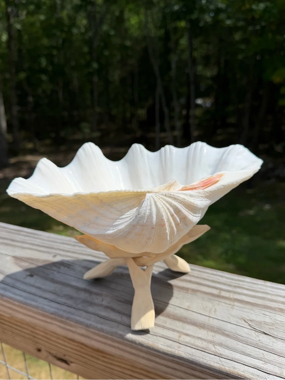 Large Natural Clam Shell | Wooden Stand